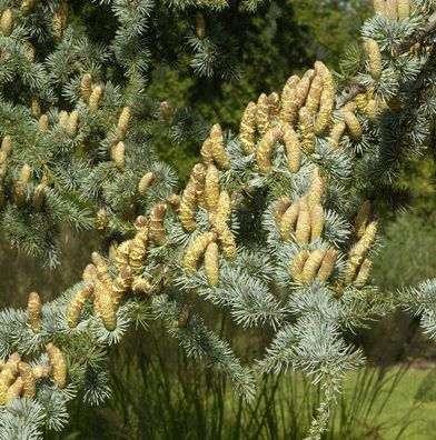 Blaue Atlas Zeder 100-125cm - Cedrus libani