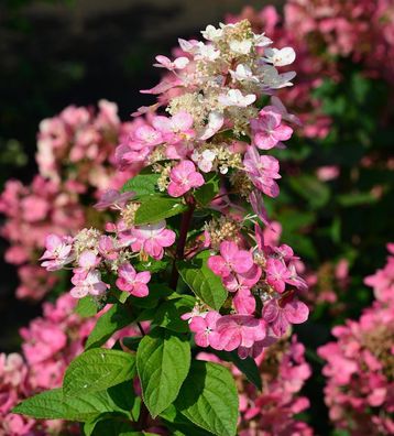 Hochstamm Rispenhortensie Fire Light 80-100cm - Hydrangea paniculata