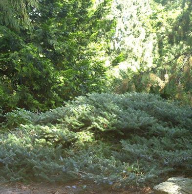 Zwerg Koreatanne Compacta 20-25cm - Abies koreana Compacta