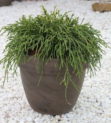 Grüne Fadenzypresse 60-70cm - Chamaecyparis pisifera