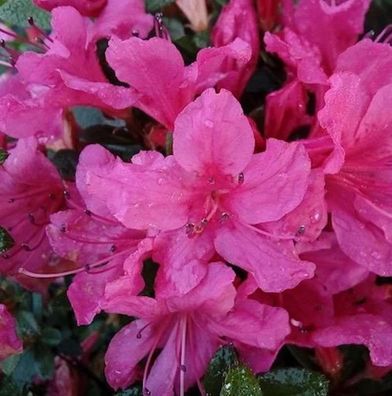 Kriechende Immergrüne Zwerg Azalee Uluru 30-40cm - Rhododendron nakaharai