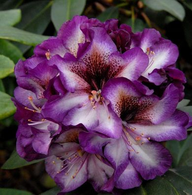 Inkarho - Großblumige Rhododendron Gunter Dinger 30-40cm - Alpenrose