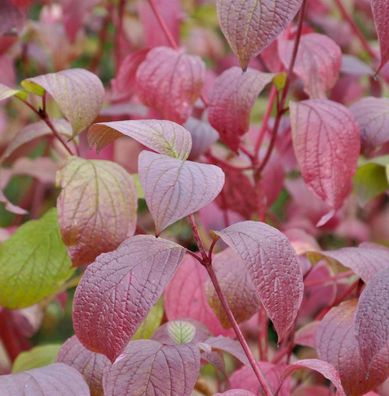 Sibirischer Hartriegel Siberian Pearls 60-80cm - Cornus alba