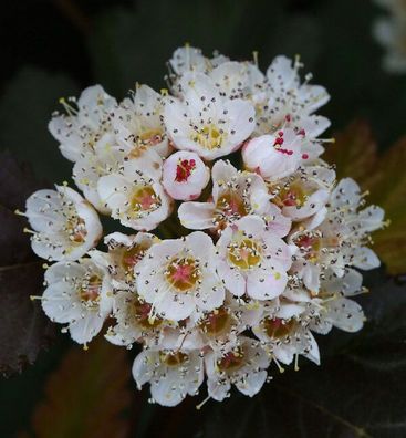 Schneeballblättrige Blasenspiere Andre 60-80cm - Physocarpus opulifolius