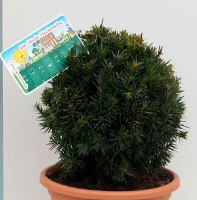 Kugelschnitt Eibe Westerstede 20-25cm - Taxus baccata