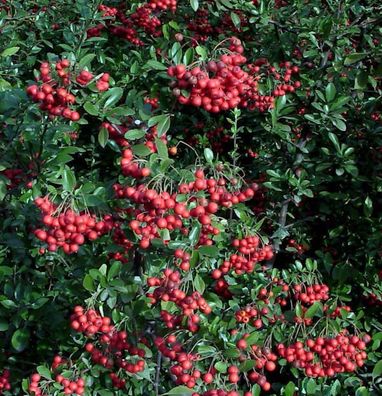 Feuerdorn Red Column 100-125cm - Pyracantha
