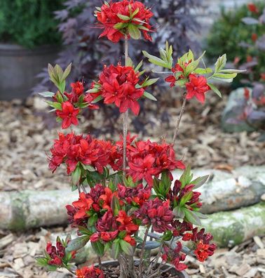 Azalee Nabucco 50-60cm - Rhododendron luteum - Alpenrose