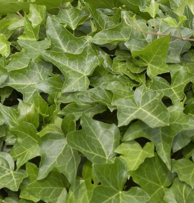 Gemeiner Efeu 80-100cm - Hedera helix