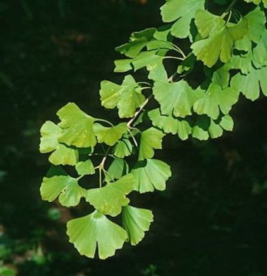 Fächerblattbaum Blagon 80-100cm - Ginkgo biloba