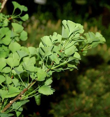 Ginkgo Little Emperor® 15-20cm - Ginkgo biloba