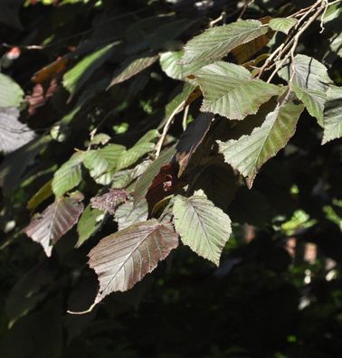 Purpur Hasel 100-125cm - Corylus maxima