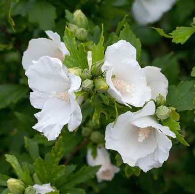 Rosen Eibisch Totus Albus 60-80cm - Hibiscus