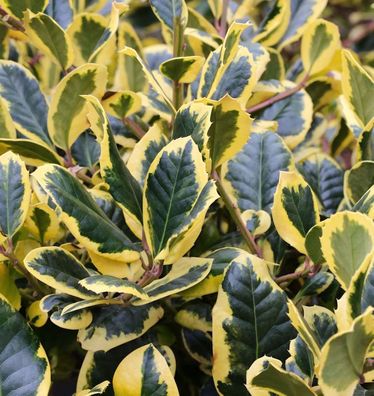 Hochstamm Gelbbunte Stechpalme Ilex Golden King 80-100cm - Ilex altaclerensis