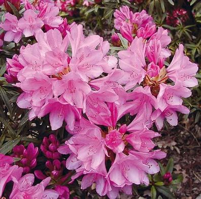 Hochstamm Rhododendron Graziella 80-100cm - Rhododendron ponticum