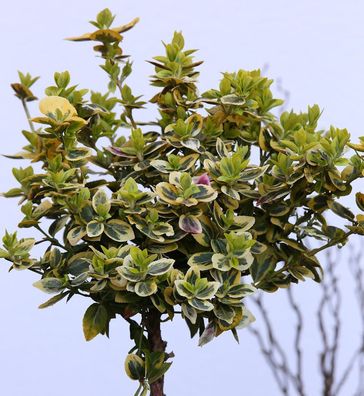 Hochstamm Goldbunte Kriechspindel 80-100cm - Euonymus fortunei