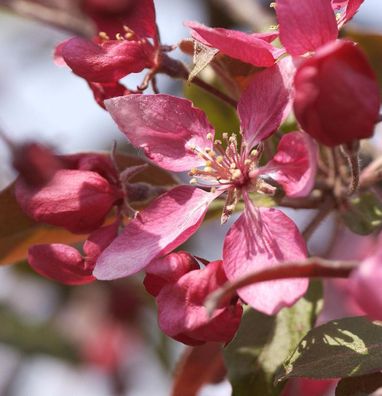 Zier Apfelbaum Profusion 60-80cm - Malus