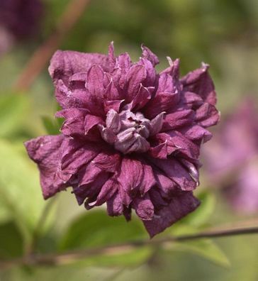 Robuste Waldrebe Purpurea Plena Elegans 60-80cm - Clematis viticella