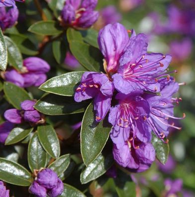 Zwerg Rhododendron Blue Wonder 20-25cm - Rhododendron russatum