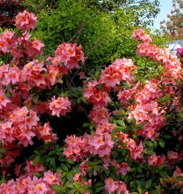 Azalee Stefanie 40-50cm - Rhododendron luteum - Alpenrose