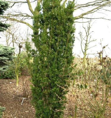 Gelbbunte Eibe Stefanie 80-100cm - Taxus media