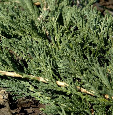 Blauer Teppichwacholder Glauca 40-50cm - Juniperus media