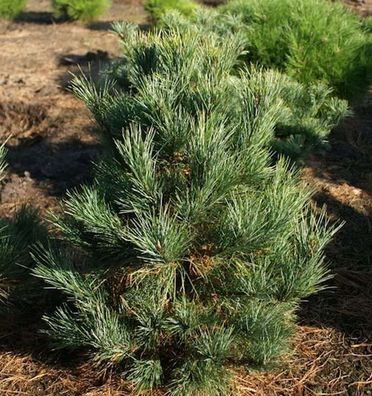 Zirbelkiefer Westerstede 80-100cm - Pinus cembra