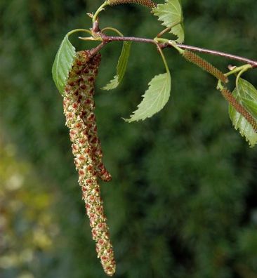Sand Birke 100-125cm - Betula pendula