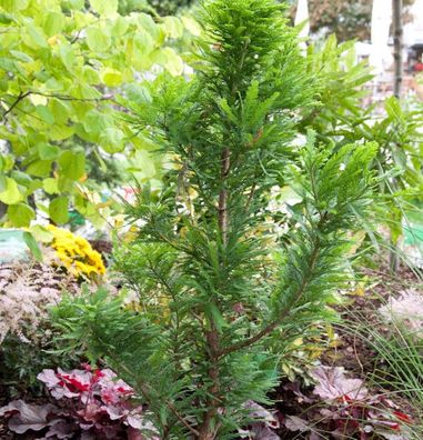 Zwerg Sumpfzypresse 40-60cm - Taxodium distichum