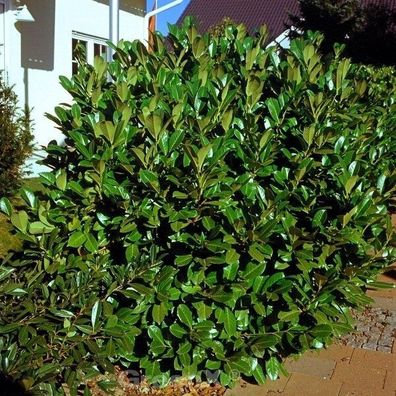 Kirschlorbeer Rotundifolia 80-100cm - Prunus laurocerasus