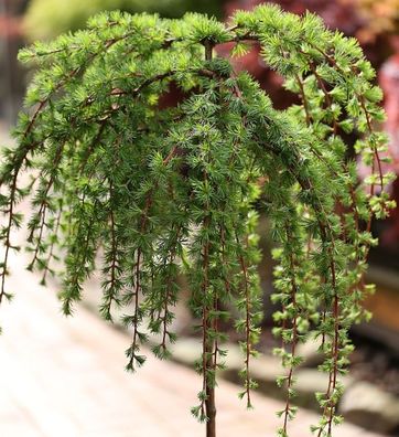 Hochstamm Japanische Lärche Stiff Weeper 80-100cm - Larix kaempferi