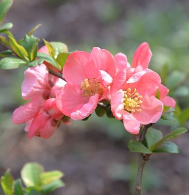 Zierquitte Pink Trail 40-60cm - Chaenomeles