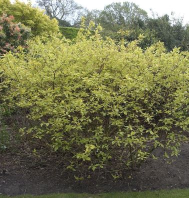 Gelbbunter Hartriegel 40-60cm - Cornus alba
