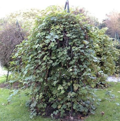 Wilder Wein 60-80cm - Parthenocissus inserta