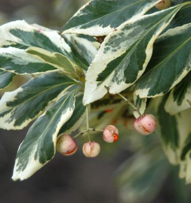 Japanischer Spindelstrauch President Gauthier 100-125cm - Euonymus japonicus