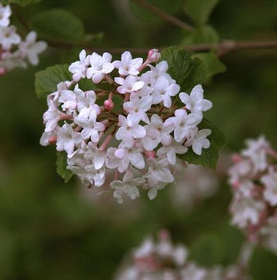 koreanischer Duft-Schneeball Juddii 40-60cm - Viburnum juddii