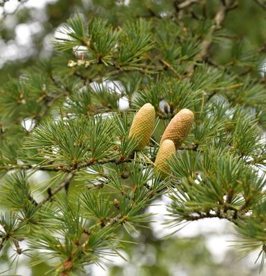 Libanon-Zeder 100-125cm - Cedrus libani