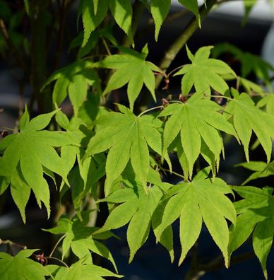Japanischer Schlitzahorn Limelight 100-125cm - Acer palmatum