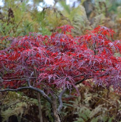 Hochstamm Japanischer Schlitzahorn Red Dragon 100-125cm - Acer palmatum