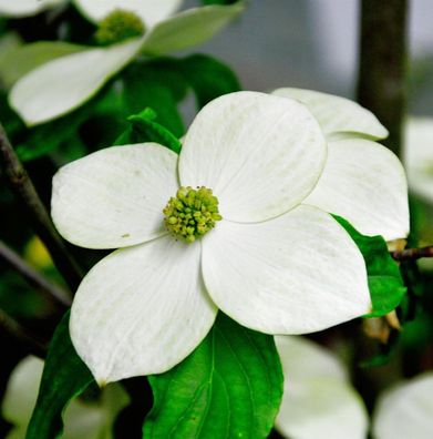 Japanischer Blumenhartriegel Starlight 80-100cm - Cornus kousa