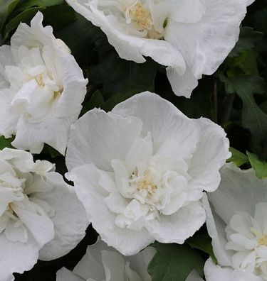 Garteneibisch Diana 100-125cm - Hibiscus