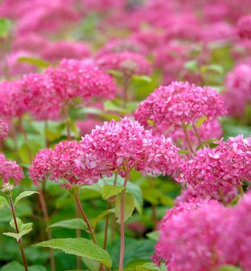 Zwerg-Hortensie Mauvette 20-30cm - Hydrangea arborescens