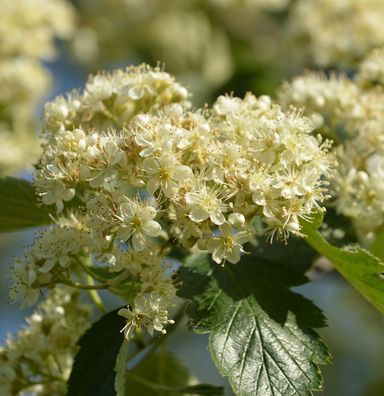 Schwedische Mehlbeere 100-125cm - Sorbus aria