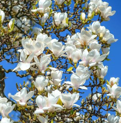 Magnolie Sybille 60-80cm - Magnolia