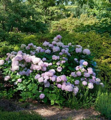 Hortensie Cloudi 60-80cm - Hydrangea serrata