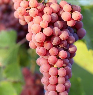 Weinrebe Rhea 80-100cm - Vitis