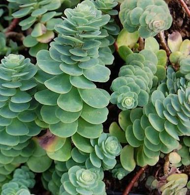 Rundblättrige Fetthenne - Sedum anacampseros