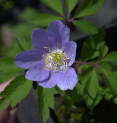 Buschwindröschen Robinson - Anemone nemorosa