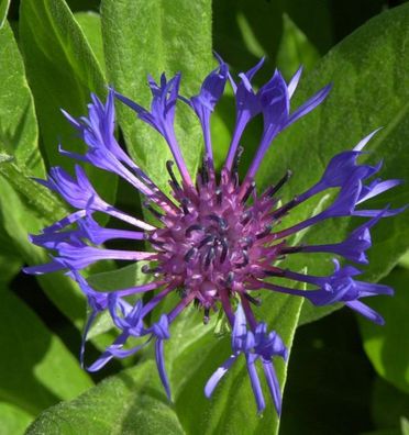 Bergflockenblume - Centaurea montana