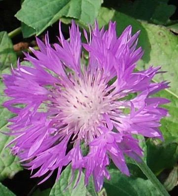 Skabiosen Flockenblume - Centaurea scabiosa