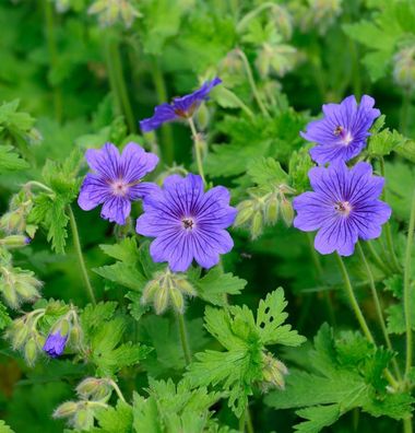 Pracht Storchschnabel Rosemoor - Geranium magnificum